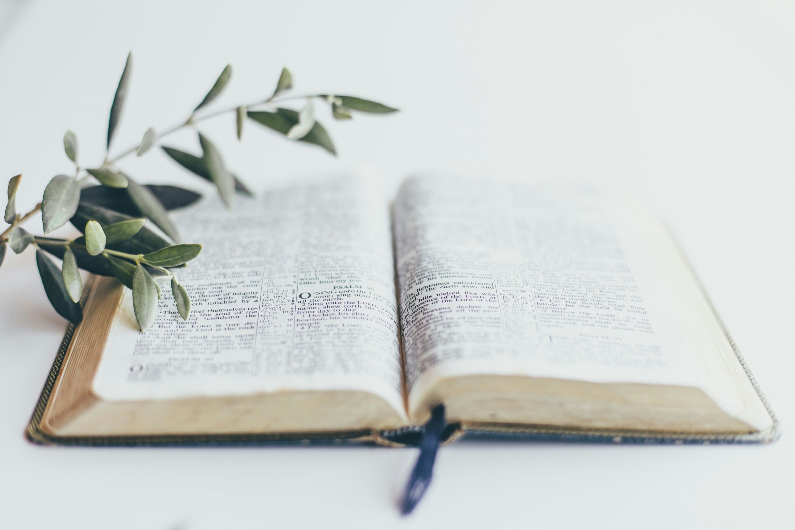 Aufgeschlagene Bibel mit Olivenzweig auf hellem Grund